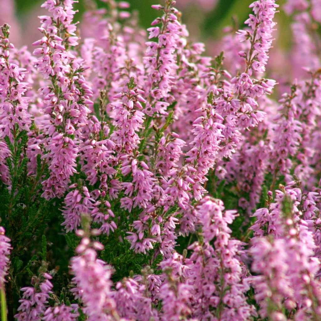 Closeup of heath blooming in the landscape