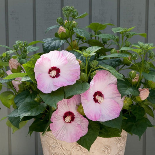 How to Grow Hibiscus Mascheutos