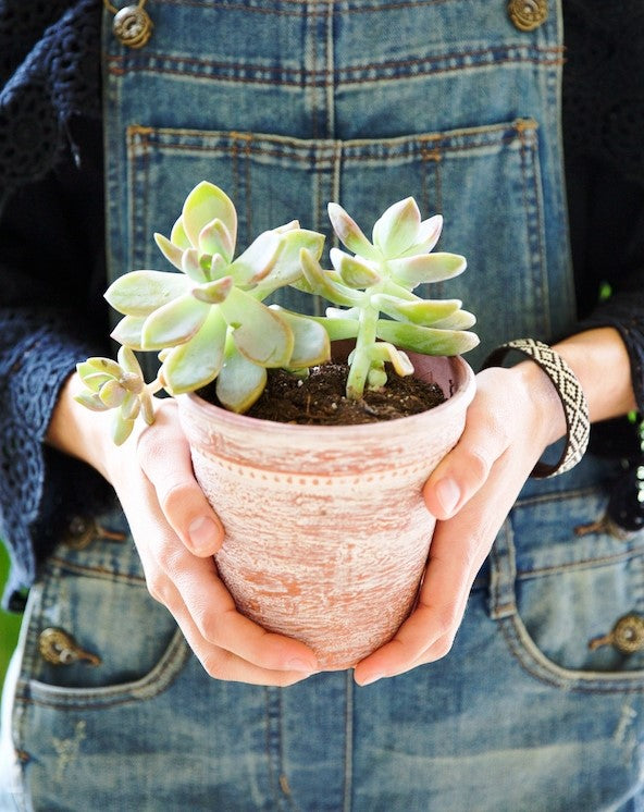 Grow Happy Healthy Succulents