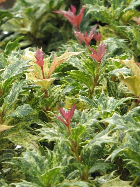 Goshiki Holly through winter