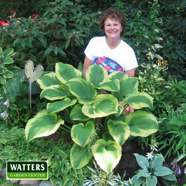 Hosta Gardener