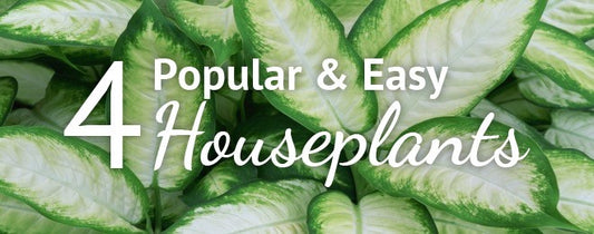 4 Houseplants that are Easy to Grow