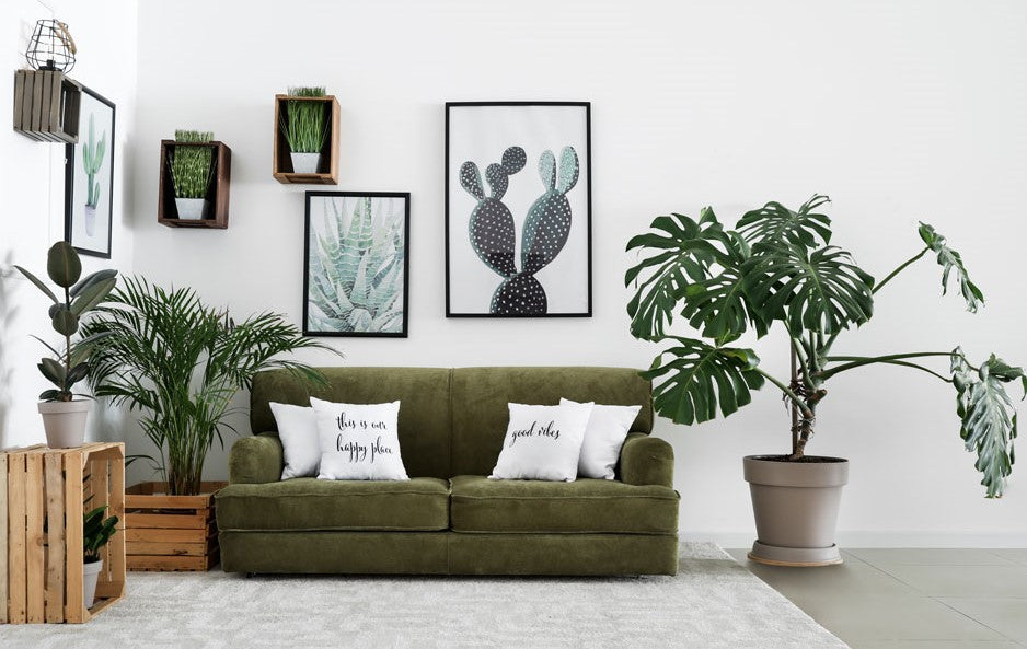 livingroom Houseplants