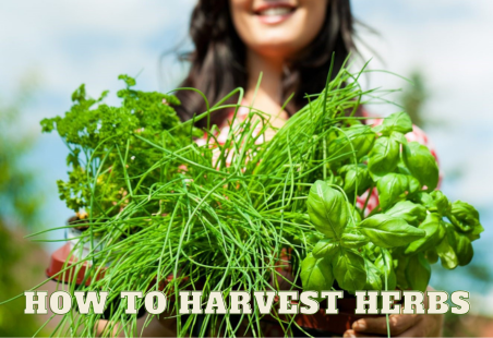 How to Harvest Herbs and Double their Growth