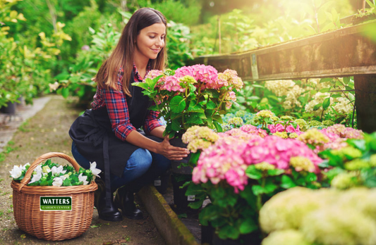 Growing Brighter Garden Hydrangeas