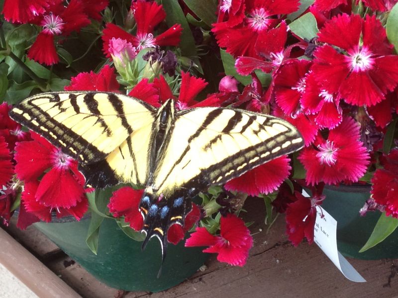 Gardeners:  Calling All Butterflies!