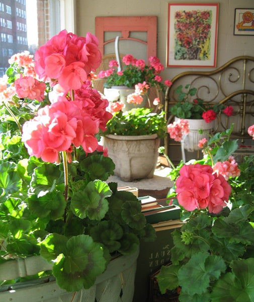 9 Outdoor Plants That Thrive Indoors