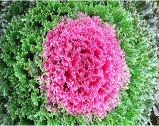 Ornamental Kale