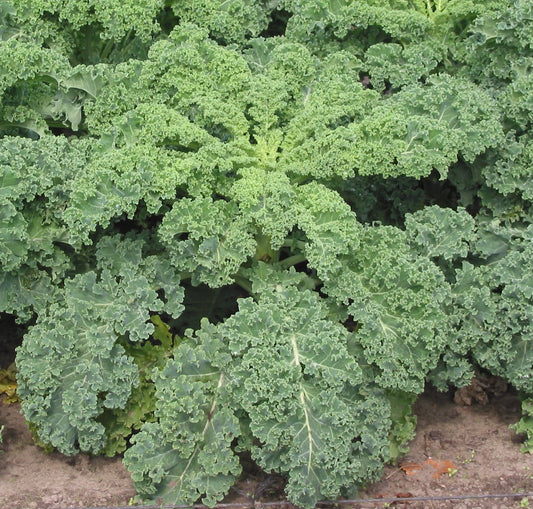 kale in the garden