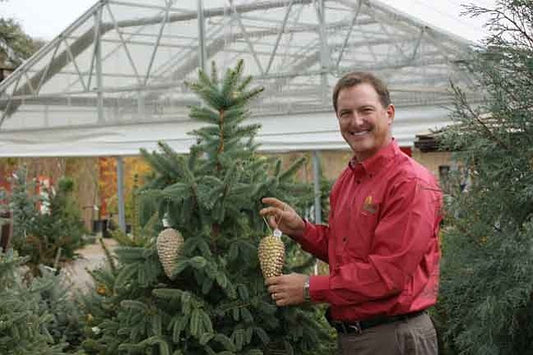 Ken with Living Christmas Tree