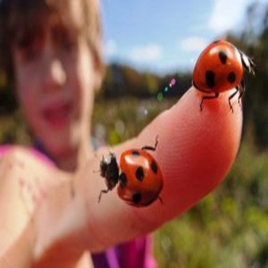 Ladybugs – Do they Really Work in the Garden?