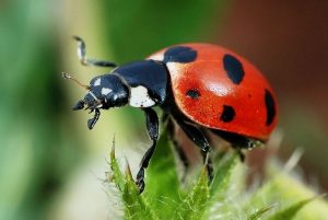 Great Ladybug Release and Arbor Day Celebrations