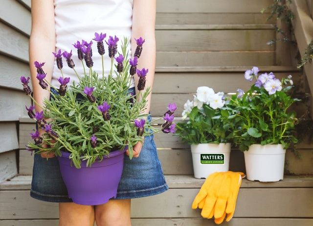 Growing 5 Different Garden Lavenders