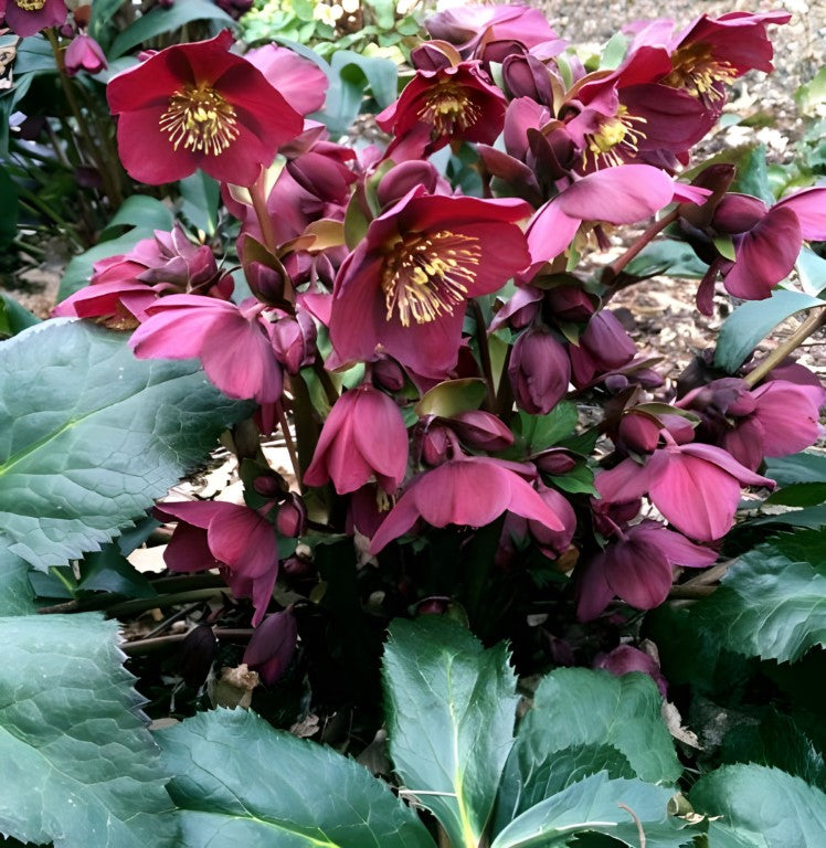 Lenton Rose