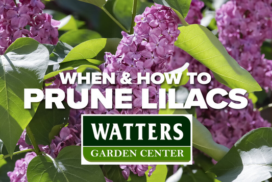 How to Prune Lilacs