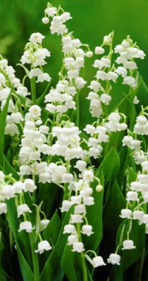 Lily of the Valley