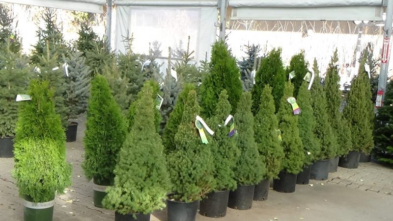 Landscape Evergreens Out Sell Cut Trees