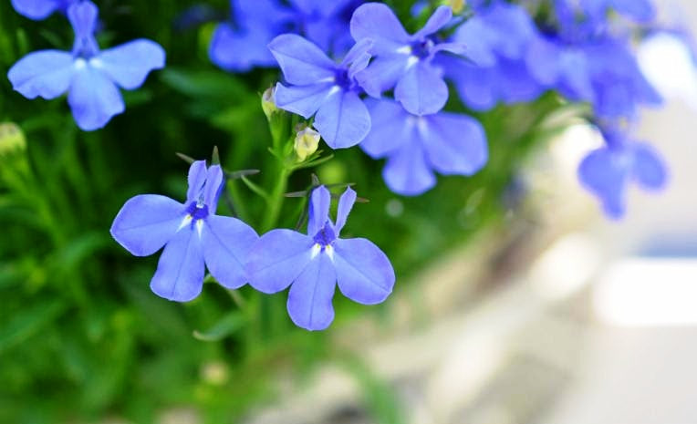 Lobelia Cambridge Blue Flowers