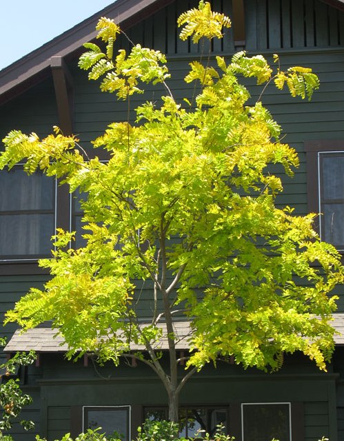 Star Burst Honey Locust