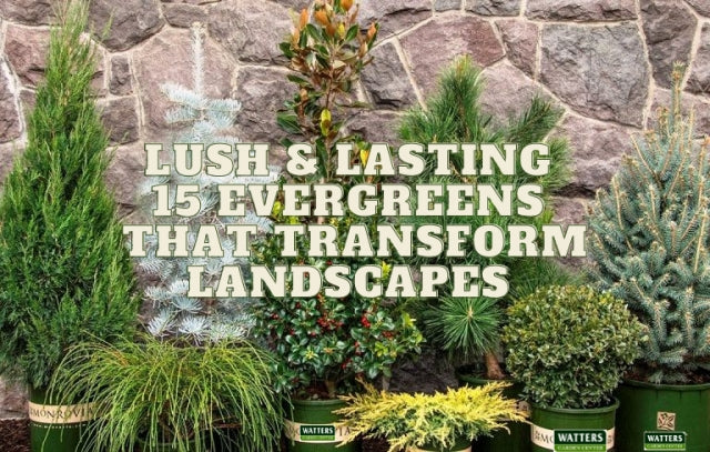 Evergreen Shrubs