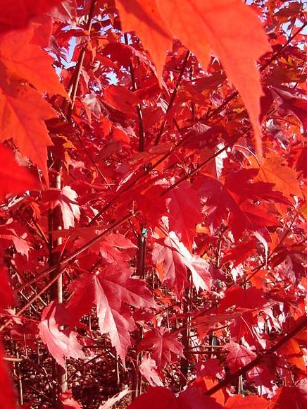 Best Autumn-Red Tree