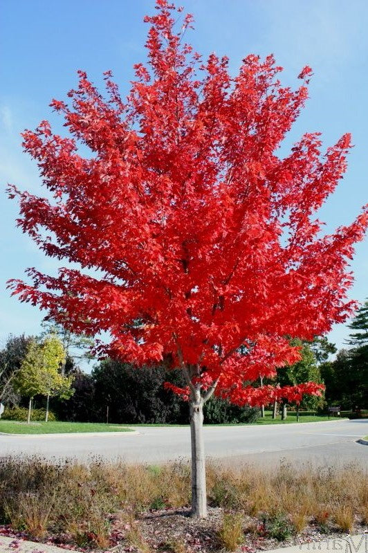 How to Grow Prescott Autumn Blaze Maple