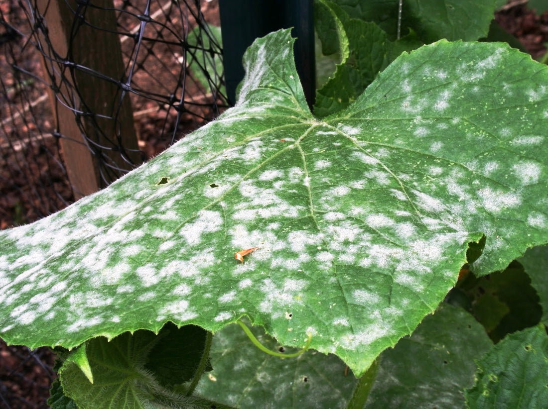 Powdery Mildew – Identify and Cure