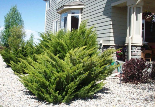 Mint Julep Shrub in planted in the landscape