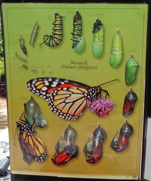 AZ Monarch Butterfly Migration - Monarch Life Cycle