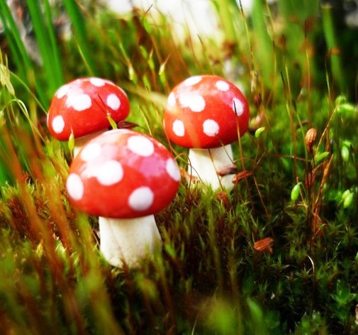 Mushrooms – Friends or Foes to Lawn and Garden?