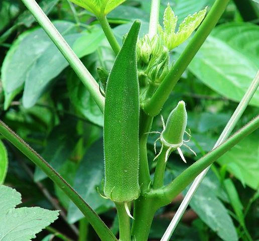 Growing Better Okra