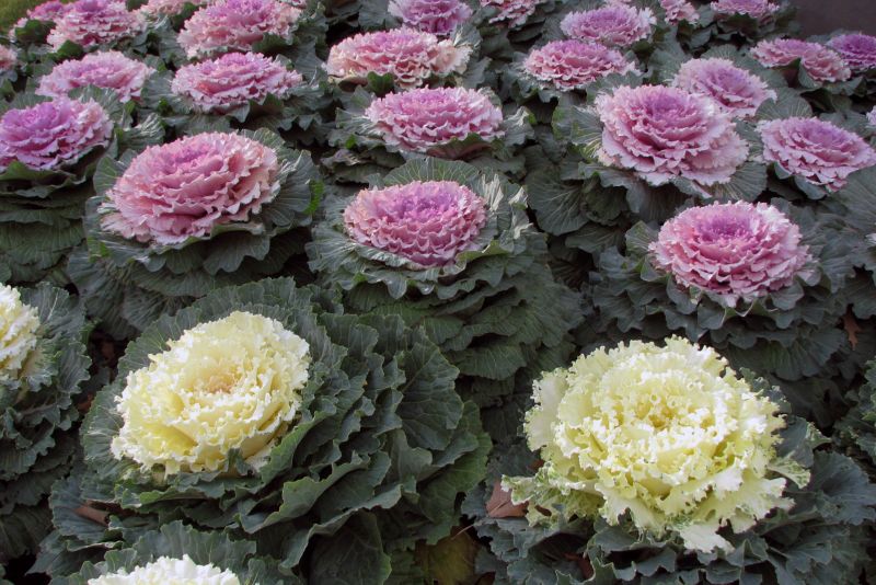 Autumn’s Ornamental Kales and Cabbages