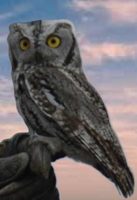 Owl Photo