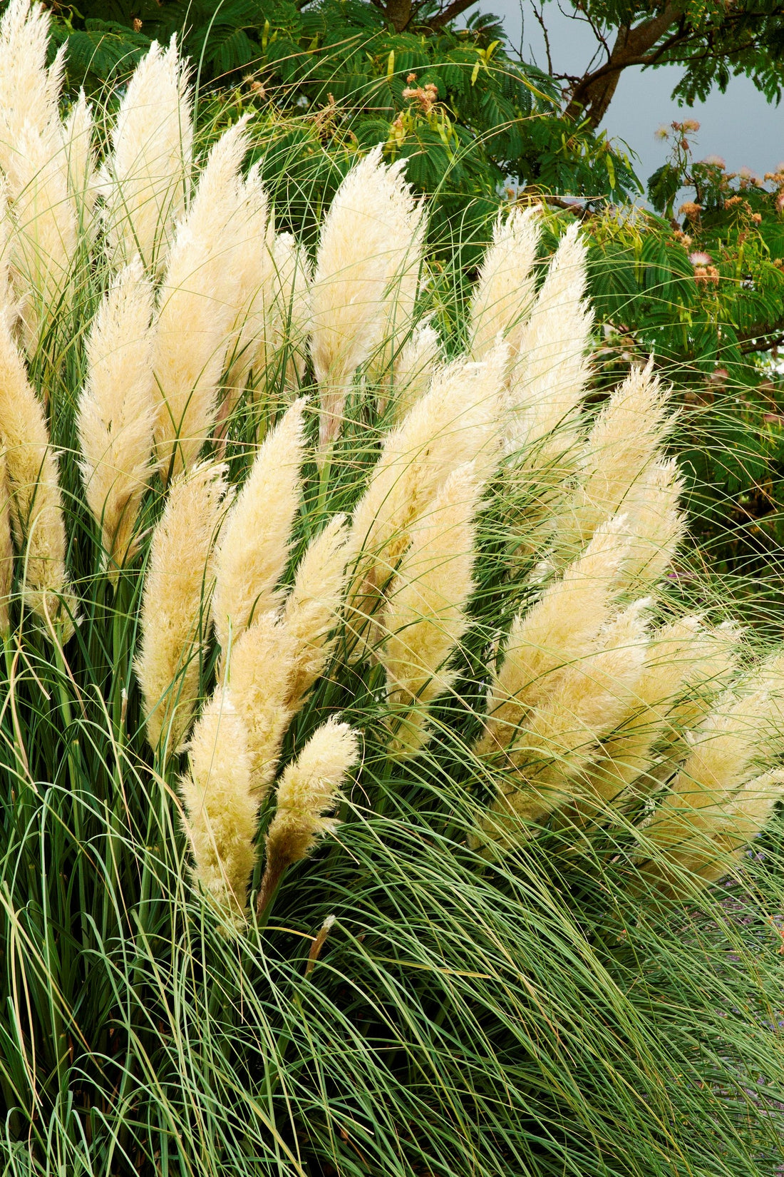 Pampas Grass Close up