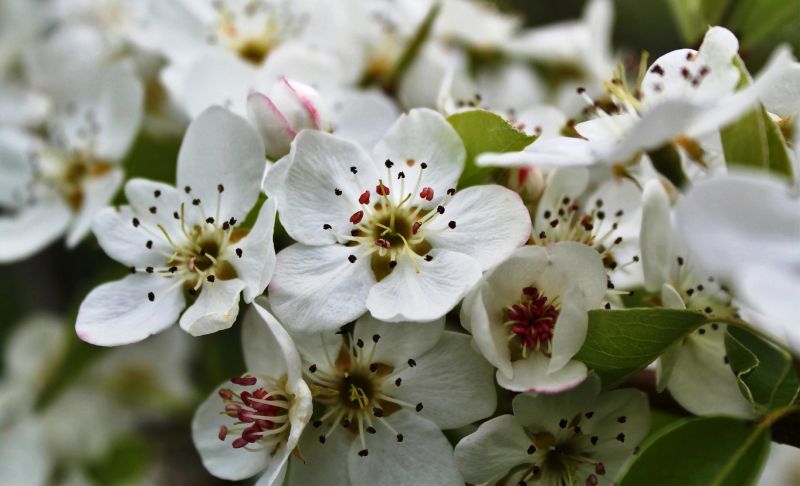 Flowering Plums, Flowering Pears, and Gophers ~ Oh, My!