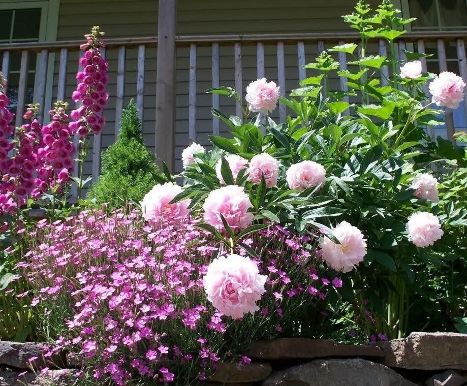 Growing Mountain Peonies that Bloom