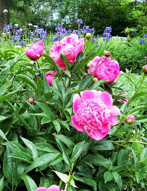 Peony