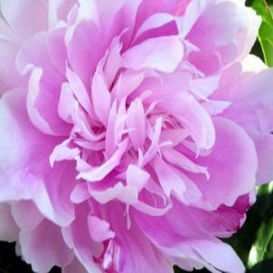 Peonies Your Grandmother Would Covet