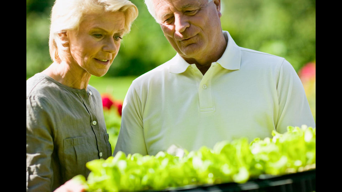 Growing Better Lettuces Through Spring and Winter