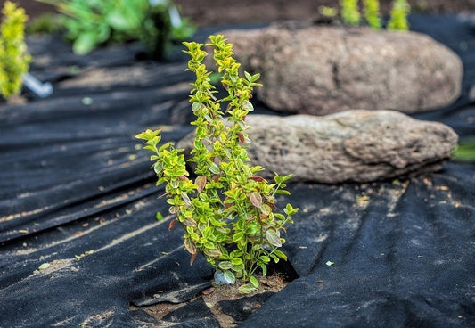 Mulch, Landscape Fabrics, and Stones to Prevents Weeds