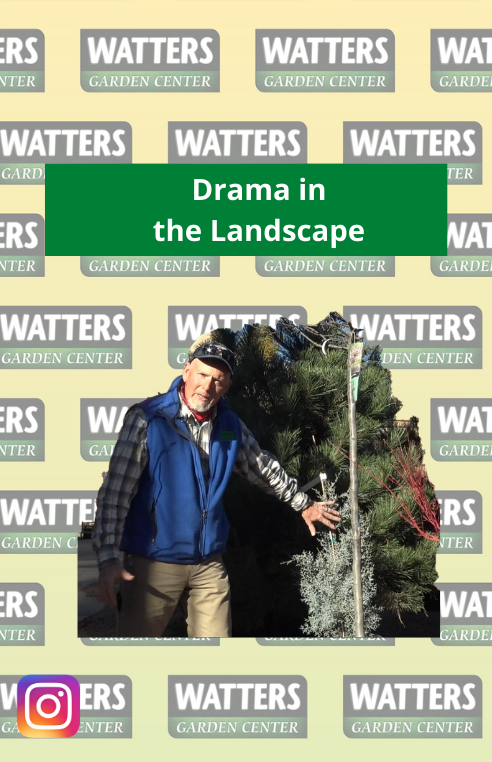 How to Create Drama in the Garden