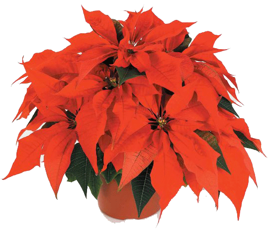 Festive Plants for the Holiday Season