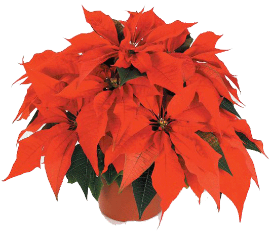 Festive Plants for the Holiday Season