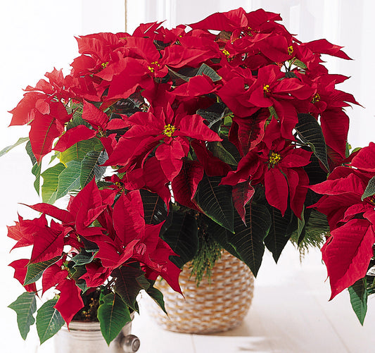 Poinsettia in a Pot