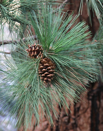 Pine Needles Bad for Our Gardens?