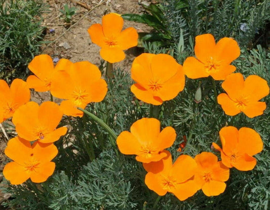 California Poppy