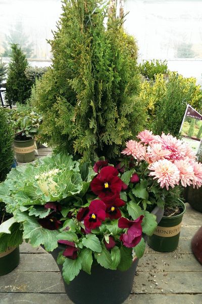 Porch Pots Create an “Oasis” for Thanksgiving Guests