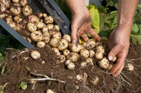 7 Vegetables with the Largest Harvest