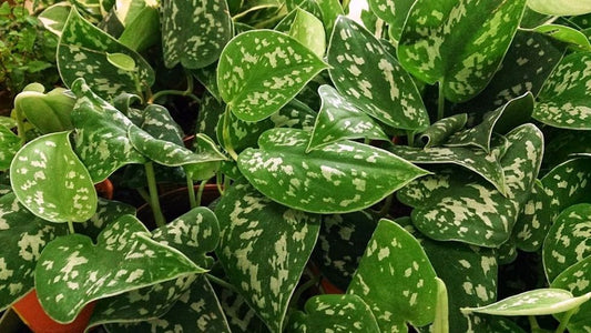 Houseplants You Can Totally Neglect