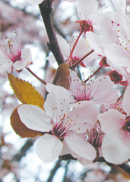 Thundercloud Plum